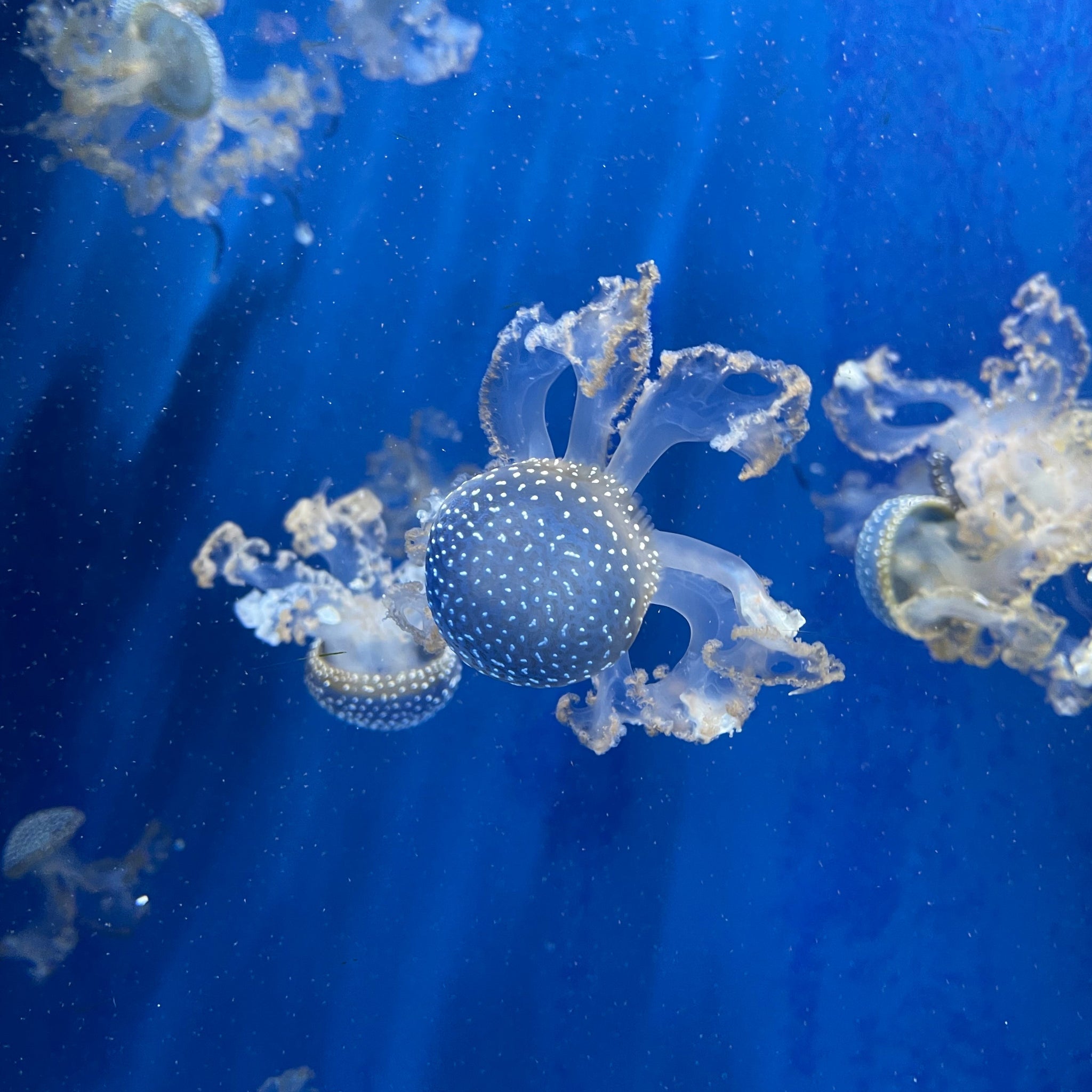Pillole di mare 2
