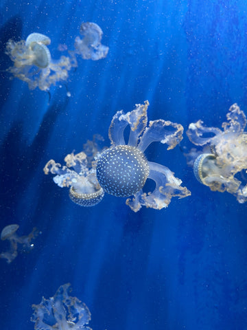 Pillole di mare 2